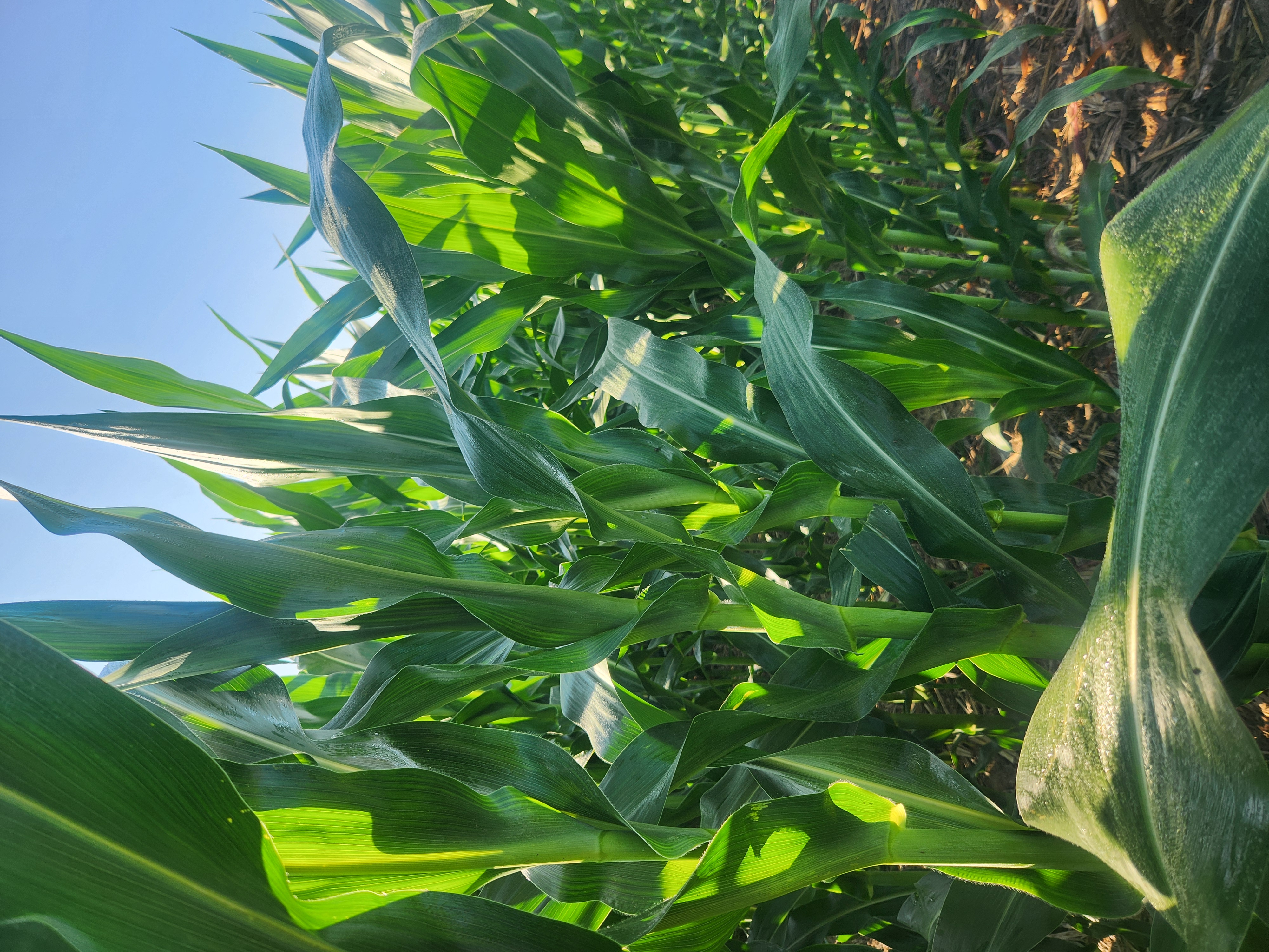 Scientific American Features Dr. Bruno Basso on “Corn Sweat”