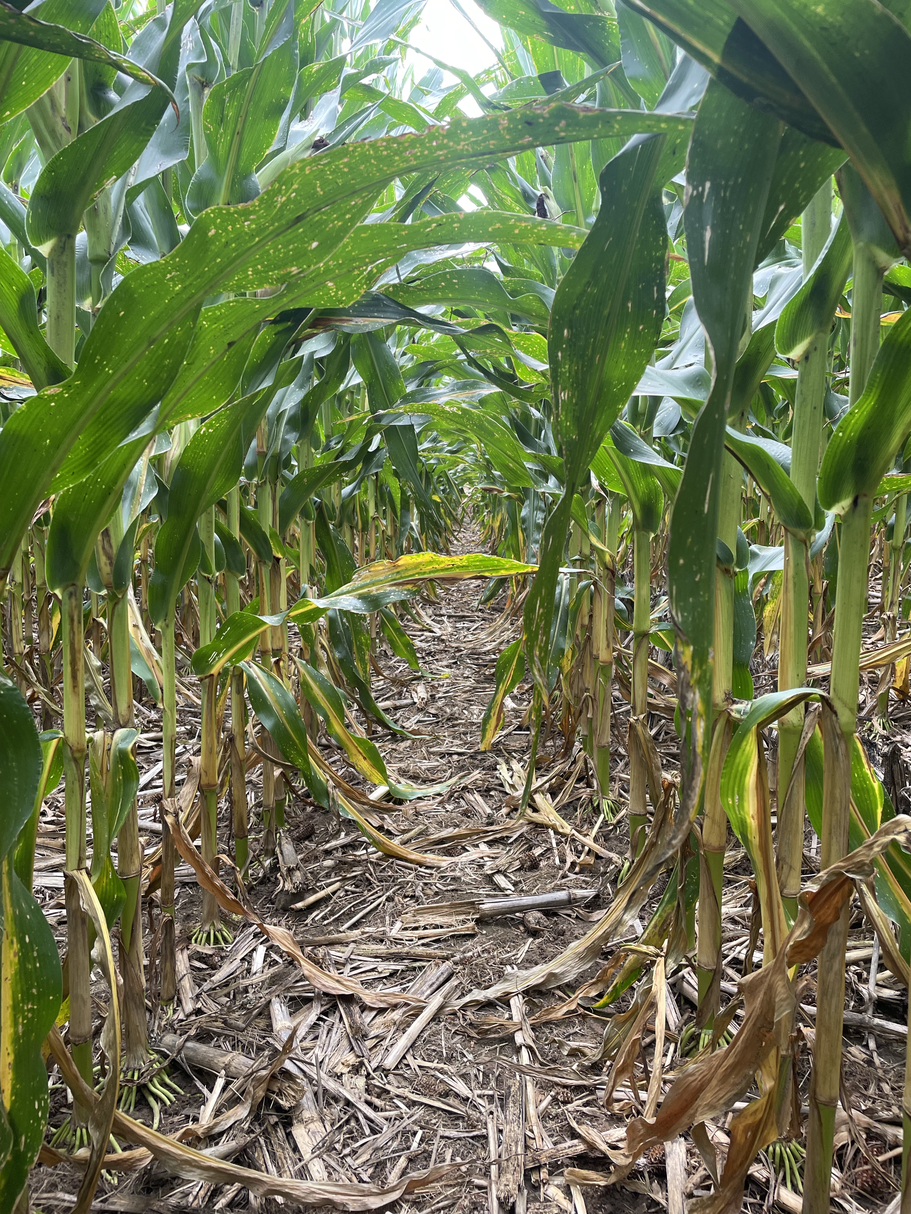 Basso Supports Farmers with 45Z Tax Credit